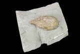 Cystoid (Holocystites) Fossil - Indiana #138843-2